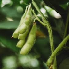 Be Sweet Edamame Soybean Seeds - 10 Non-GMO Glycine max, Edible Pods