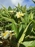 Yellow Plumeria (Frangipani) Unrooted Cutting - 10" Starter Plant