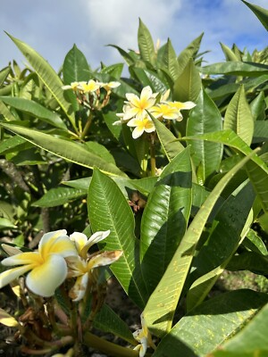 Yellow Plumeria (Frangipani) Unrooted Cutting - 10" Starter Plant