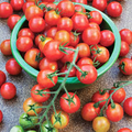 Tomato Red Cherry Seeds – Heirloom, Sweet Small Tomatoes, 100mg for Planting