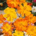 Bright Lights Cosmos (Cosmos sulphureus) 50 Seeds - Vibrant Orange & Yellow, Easy to Grow