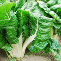 Swiss Chard Fordhook Seeds - 1 Gram (Beta vulgaris) Heirloom