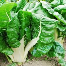Swiss Chard Fordhook Seeds - 1 Gram (Beta vulgaris) Heirloom