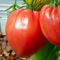 Pink Oxheart Tomato Seeds - Heirloom, Non-GMO, Indeterminate 30 Seeds
