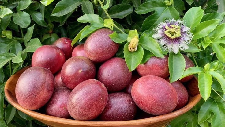 Purple Edulis Passion Fruit Seeds - Passiflora edulis | Edible, Fast-Growing