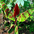 5 Red Tiger Darjeeling Banana Seeds (Musa sikkimensis) – Cold Hardy, Zone 5
