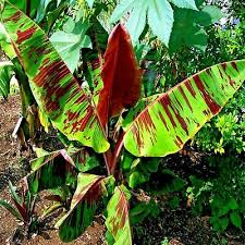 5 Red Tiger Darjeeling Banana Seeds (Musa sikkimensis) – Cold Hardy, Zone 5