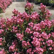 Indian Hawthorn Pink Dancer Cuttings (Rhaphiolepis Indica) - 7 Live 6" Unrooted Cuttings
