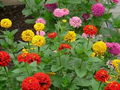 Zinnia Painted Wagons Rainbow Mix Seeds - 200 Non-GMO Zinnia elegans for Pollinator Garden