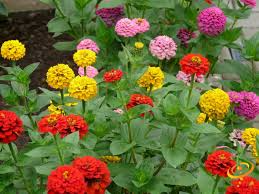 Zinnia Painted Wagons Rainbow Mix Seeds - 200 Non-GMO Zinnia elegans for Pollinator Garden
