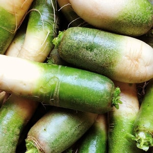 Green Meat Radish Seeds – 500+ Heirloom Daikon, Crisp Mild Flavor, 55-65 Days