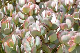 Crassula Arborescens 'Silver Dollar' - 3 Unrooted 2-4" Cuttings