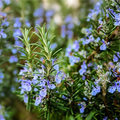 Rosemary Seeds Rosmarinus officinalis - 100mg | Culinary Herb