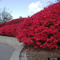 Burning Bush Euonymus alatus - 1-2 Yr Old Live Shrub | Semi-Bare Root