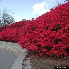 Burning Bush Euonymus alatus - 1-2 Yr Old Live Shrub | Semi-Bare Root
