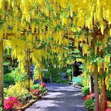 Laburnum anagyroides Golden Chain Tree Seeds – 10 Seeds, Wisteria-Like Golden Flowers, Zones 5-7