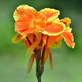 Canna Lily Pretoria Bengal Tiger Bulb - 1 Live Bulb, Orange Variegated Tropical Perennial