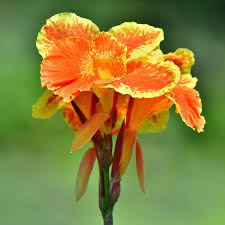 Canna Lily Pretoria Bengal Tiger Bulb - 1 Live Bulb, Orange Variegated Tropical Perennial