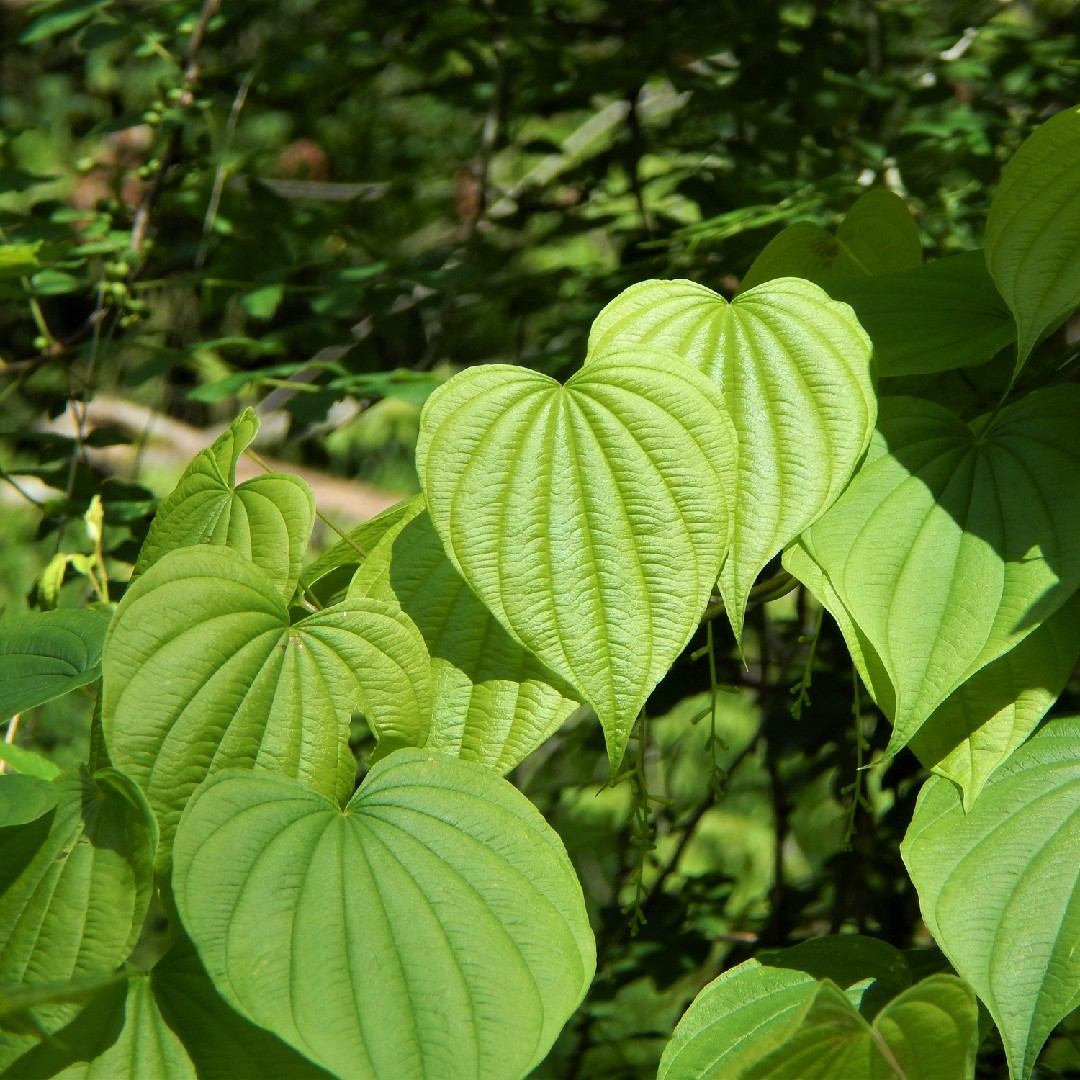 Wild Yam (Dioscorea villosa) Bare Root Plants - 10 Perennial Vines for Gardens