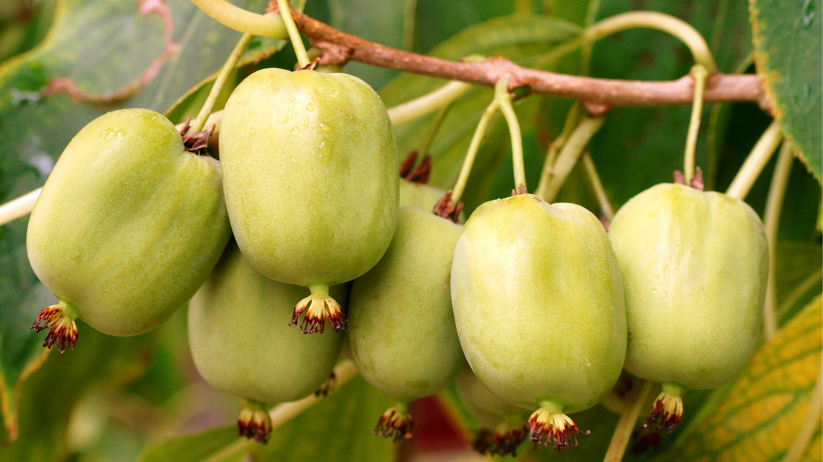 Issai Kiwi Berry Seeds (Actinidia arguta) - 30 Seeds, Self-Pollinating Arctic Grape