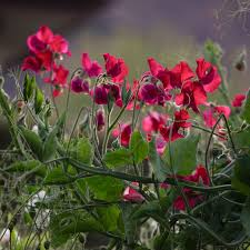 Topsy Sweet Pea Seeds – Crimson Red Blooms, Climbing Vine | 50+ Seeds