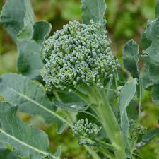 Broccoli Green Sprouting Calabrese Seeds - Heirloom Italian, 1g (Approx. 300 Seeds)