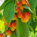 Royal Ann Cherry Tree Scion Cuttings - 3 Fresh Grafting Cuttings