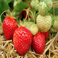 Everbearing Strawberry Bare Root Plants – Live Plants, Continuous Harvest