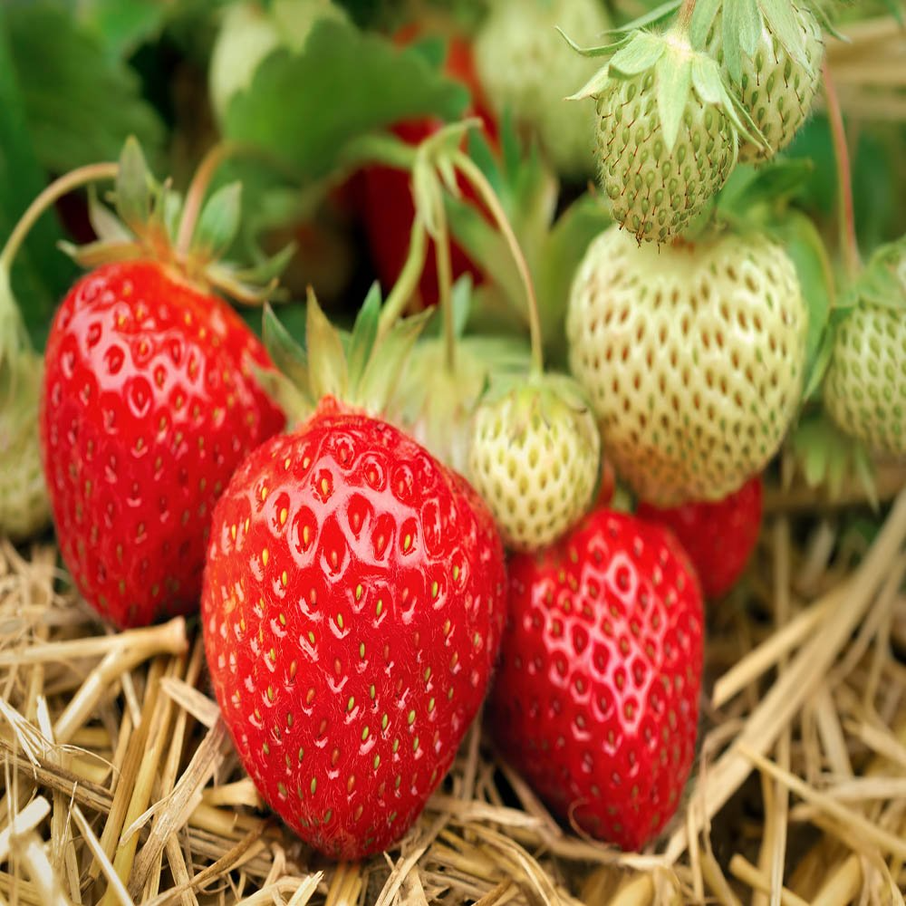 Everbearing Strawberry Bare Root Plants – Live Plants, Continuous Harvest