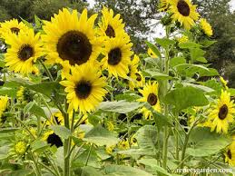 Sunflower Lemon Queen Seeds - 100 Non-GMO Helianthus annuus | Branching, Cut Flower