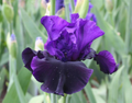 Bearded Iris Midnight Treat - Starter Plant, Iris germanica 'Midnight Treat' (Bare Root Rhizome)