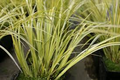 Golden Variegated Sweet Flag Grass (Acorus gramineus 'Ogon') - Potted Aquarium Pond Plant