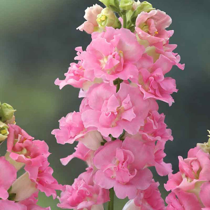 Legend Double Pink Snapdragon Seeds – 1000 Seed Pack (Antirrhinum majus) for Borders & Cut Flowers