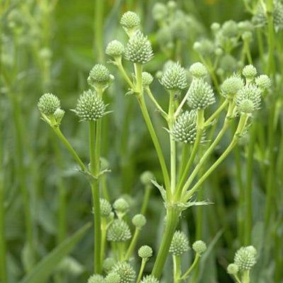 Rattlesnake Master Seeds (Eryngium yuccifolium) – 1g for Planting, Native Prairie Perennial