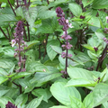 Cinnamon Basil Seeds | Heirloom, Non-GMO, Fast-Growing Culinary Herb