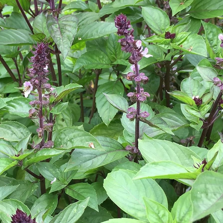 Cinnamon Basil Seeds | Heirloom, Non-GMO, Fast-Growing Culinary Herb