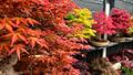 10 Seeds Acer tegmentosum (Tiger Striped Maple) for Planting - Hardy Ornamental Tree Seeds