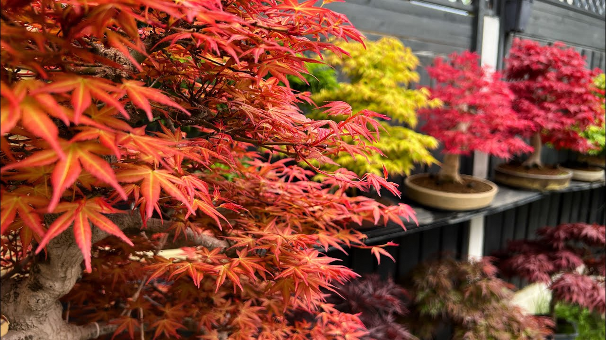 10 Seeds Acer tegmentosum (Tiger Striped Maple) for Planting - Hardy Ornamental Tree Seeds