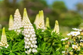 Russell White Lupine Seeds (Lupinus polyphyllus) – 500mg (~20 Seeds) Tall White Spikes, Cold-Hardy Perennial