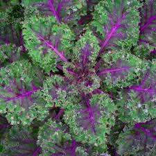 Red Russian Kale Seeds - Non-GMO, Cold Tolerant, Purple Stems