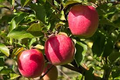 Pink Lady Apple Scion Wood - 5" Organic Non-GMO Grafting Cutting