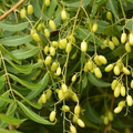 Neem Tree Seeds Azadirachta indica - 10 Seeds, Full Sun, Well-Drained Soil, USDA Zones 10-12