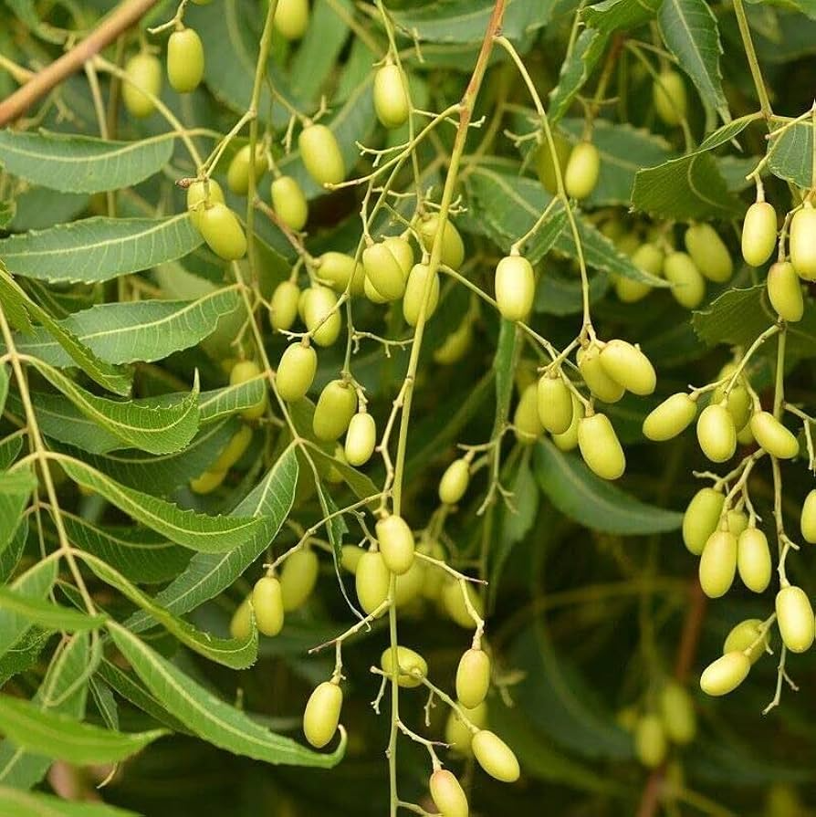 Neem Tree Seeds Azadirachta indica - 10 Seeds, Full Sun, Well-Drained Soil, USDA Zones 10-12
