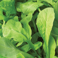 Astro Arugula Seeds | Heirloom, Non-GMO | Fast-Growing Cool-Season Greens