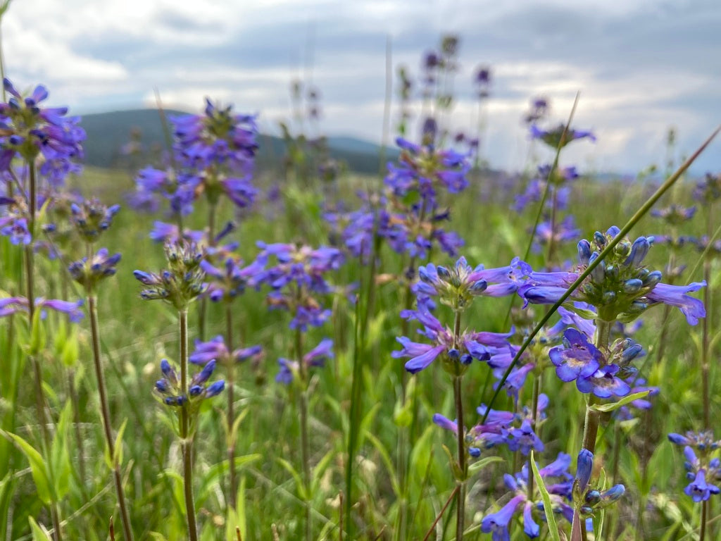 Penstemon Rydbergii (Rydberg's Penstemon) Seeds – Native Pollinator Perennial