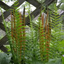 Cinnamon Ferns Osmunda cinnamomea - 3 Bare Root Plants (Shade Garden)