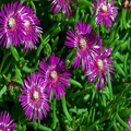 20 Ice Plant Seeds (Delosperma cooperi) - Hardy Succulent Ground Cover, Magenta Flowers