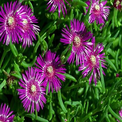 20 Ice Plant Seeds (Delosperma cooperi) - Hardy Succulent Ground Cover, Magenta Flowers