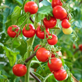 Tiny Tim Tomato Seeds - Heirloom, Non-GMO, 1" Fruit, 55 Days
