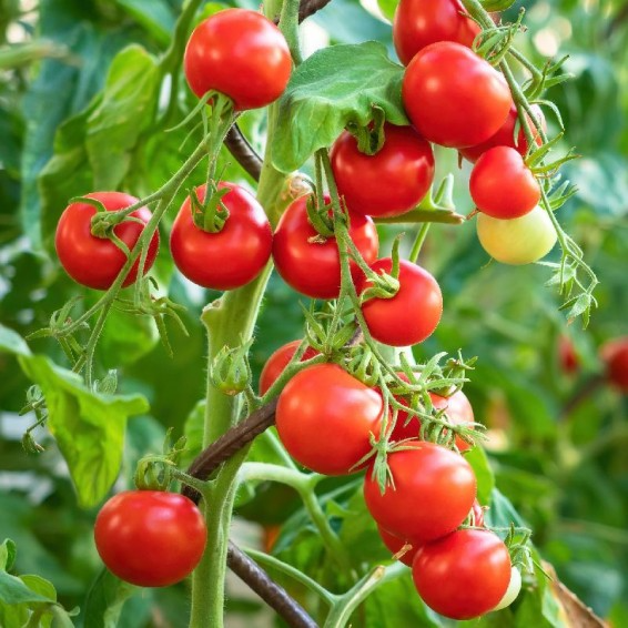 Tiny Tim Tomato Seeds - Heirloom, Non-GMO, 1" Fruit, 55 Days